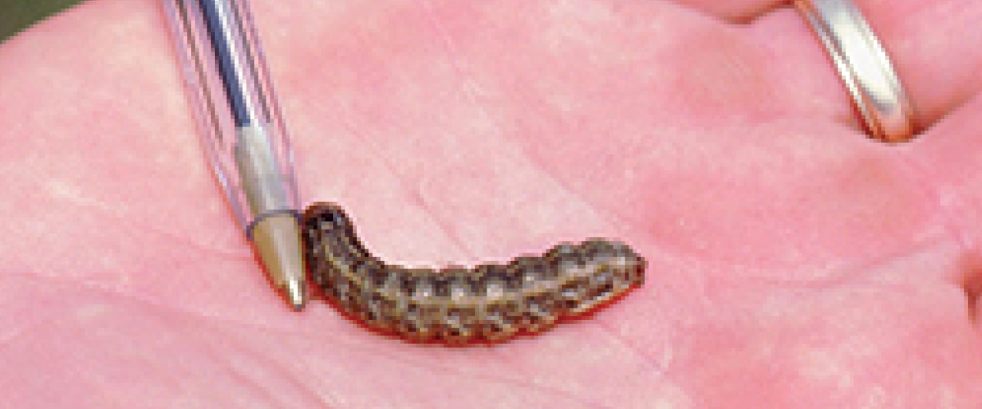 Does lawn insecticide kill worms?