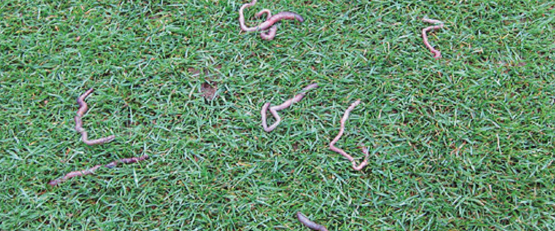 Do lawn insecticides kill earthworms?