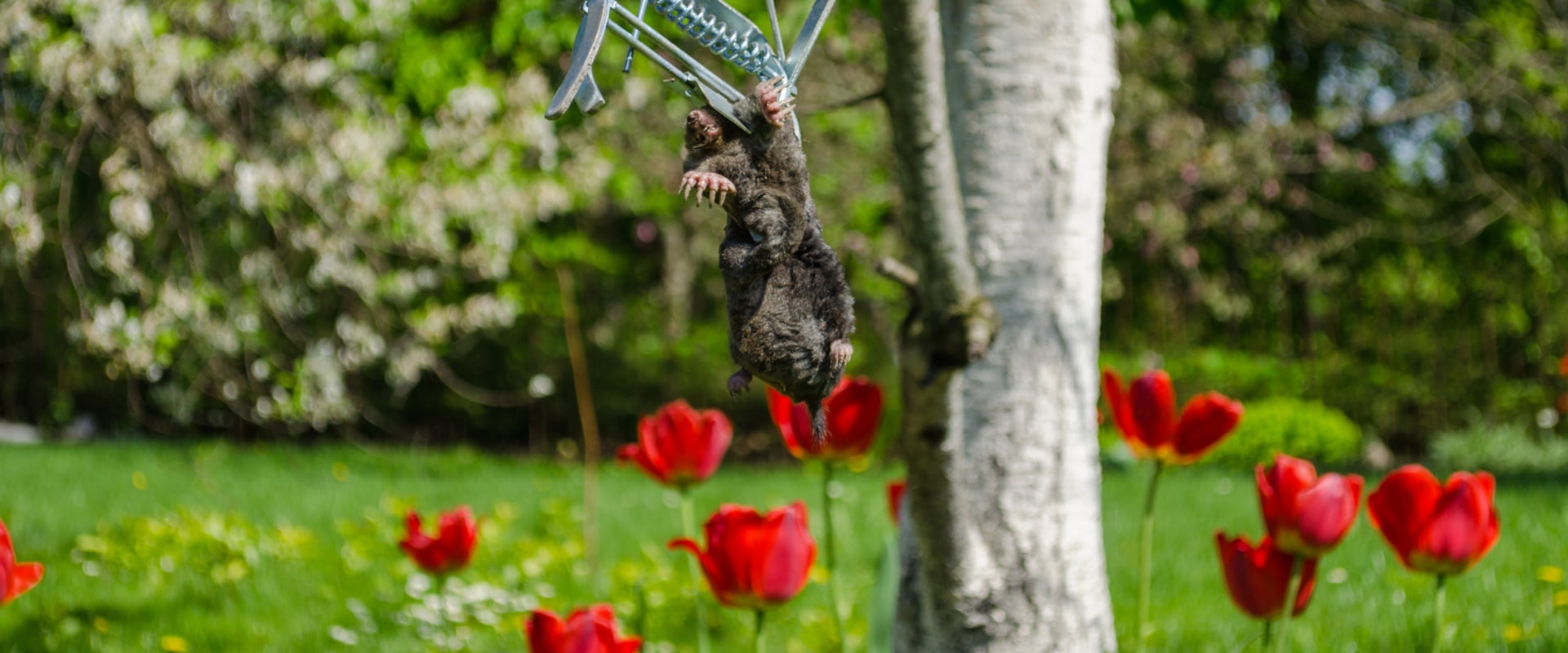 Protect Your Paradise: Expert Tips For Effective Lawn Pest Control In Alberta