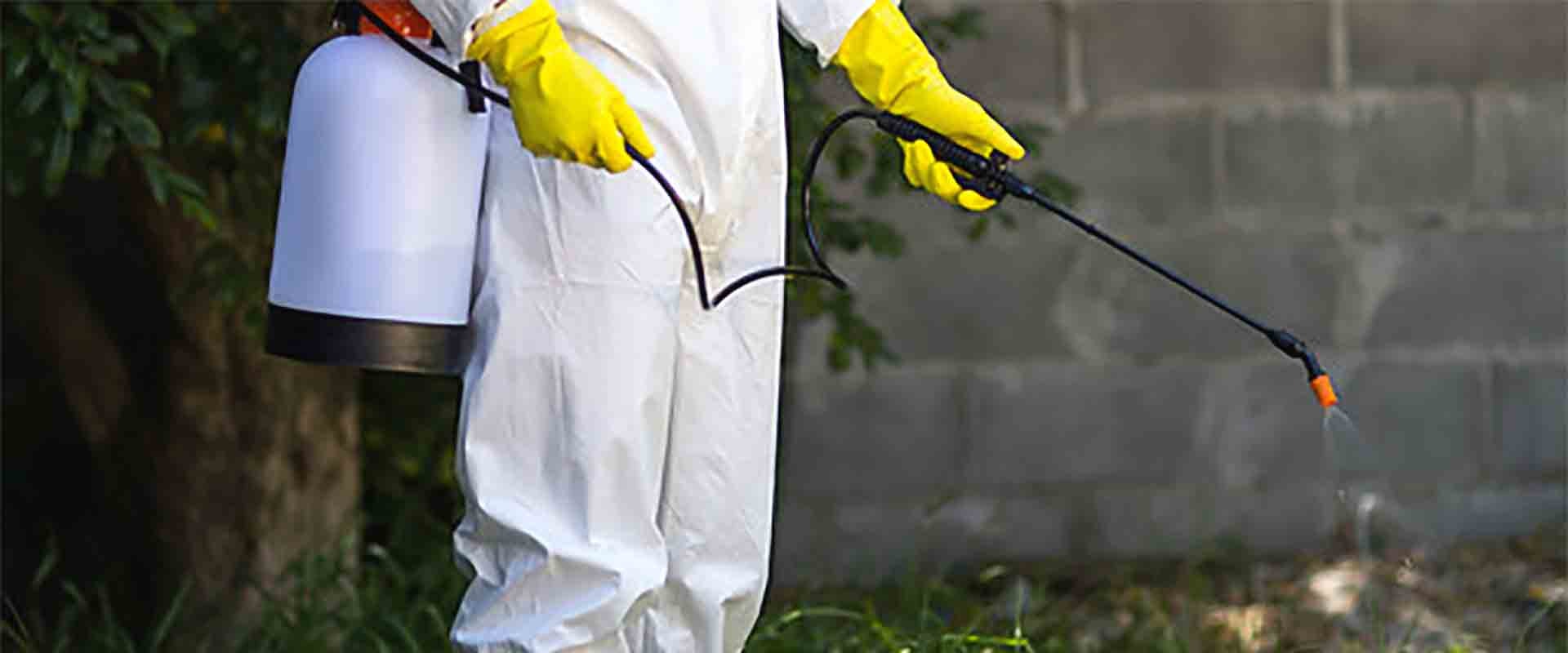 All You Need To Know About Termite Treatment And Lawn Pest Control In Southern California