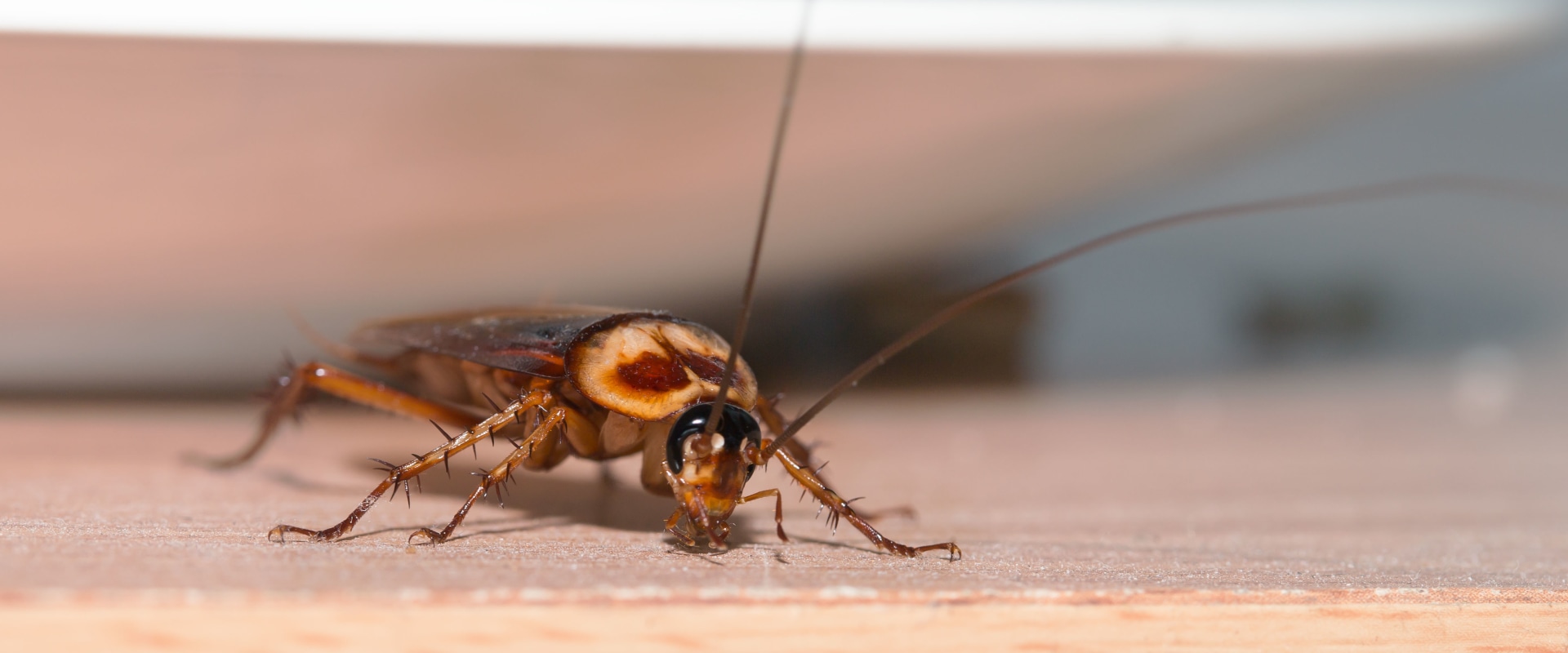 Is diy pest control safe?