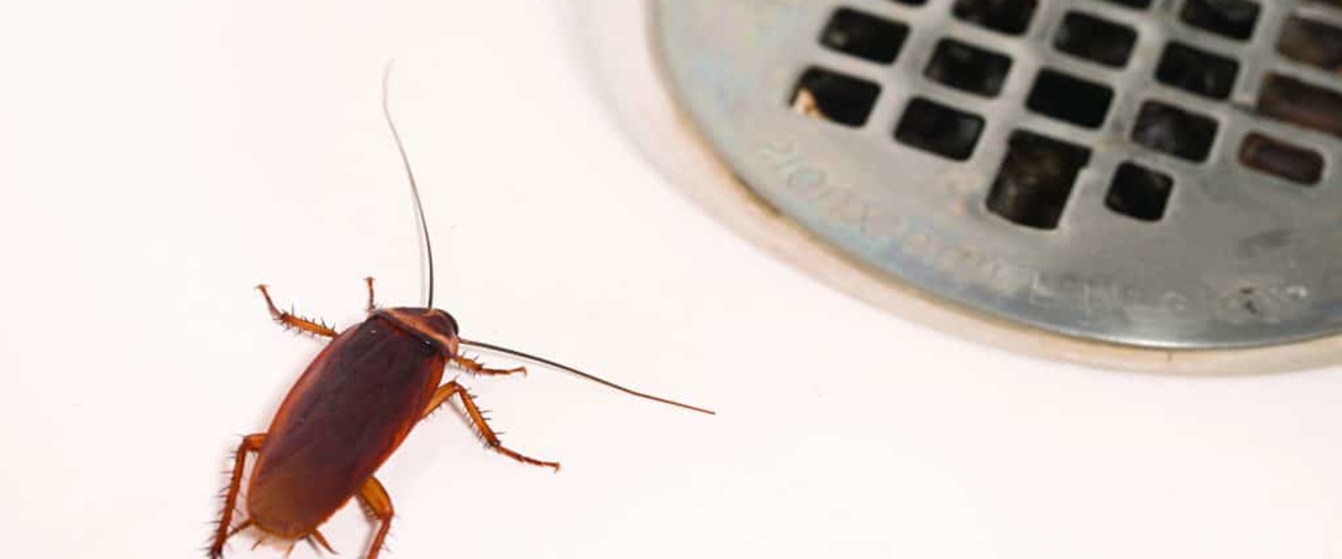 Is pest control necessary in the winter?