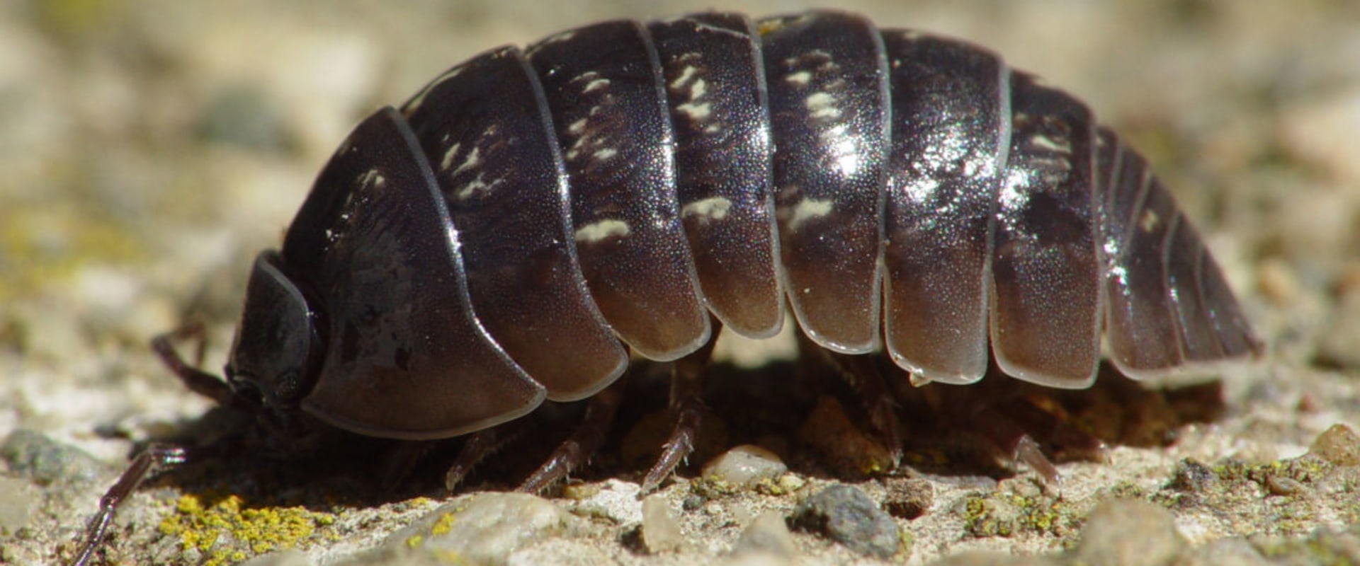 Are pill bugs bad for lawn?