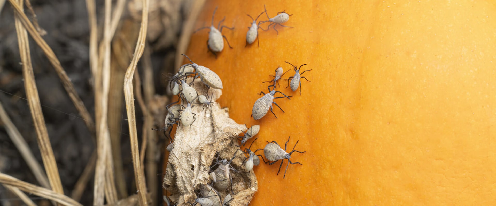 Why is pest control important?
