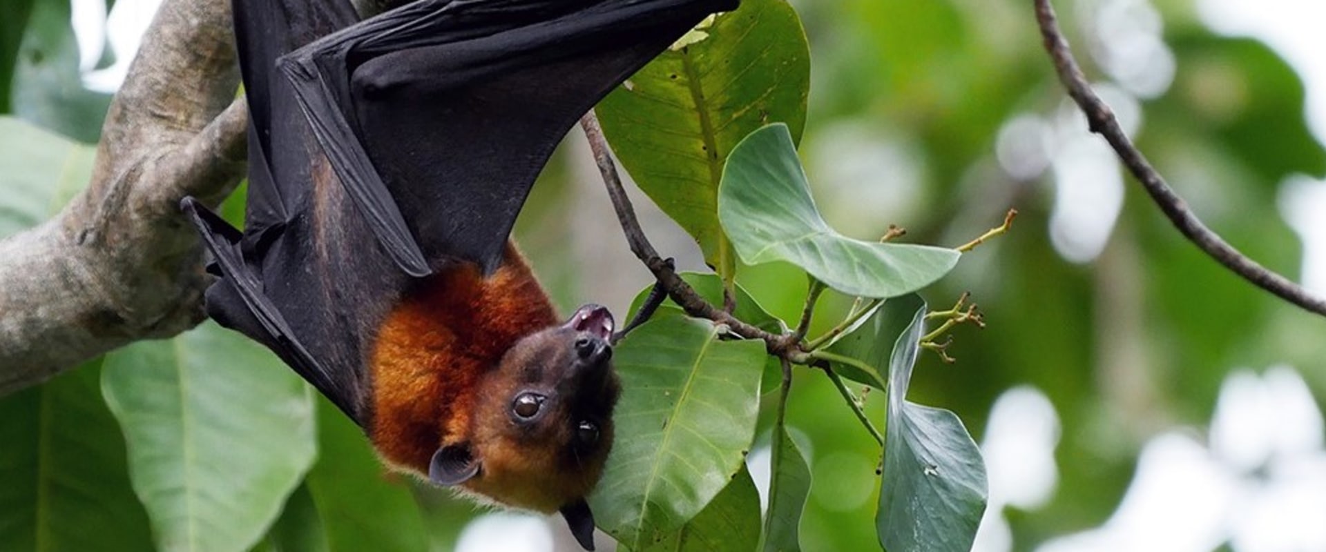 What To Expect From A Professional Houston Lawn Pest Control And Bat Removal Service