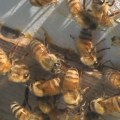 Do lawn pesticides kill bees?
