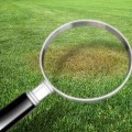 Lawn Pest Control and the Importance of Early Detection