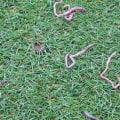 Do lawn insecticides kill earthworms?