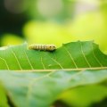 Protect Your Paradise: Expert Tips For Effective Lawn Pest Control In Alberta