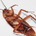 How long does it take for pest control to work for roaches?