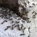 Does pest control attract bugs?