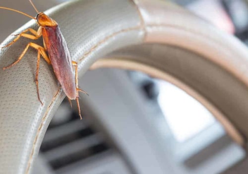 Does pest control get rid of all bugs?