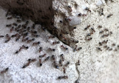 Are pest control companies worth the money?