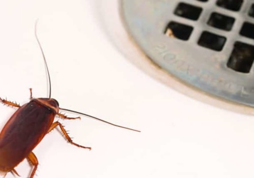 Is pest control necessary in the winter?