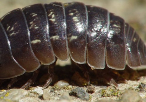 Are pill bugs bad for lawn?