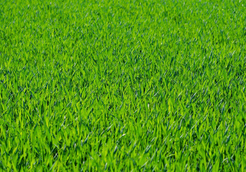 Expert Lawn Care Service for Pest Control in Concord