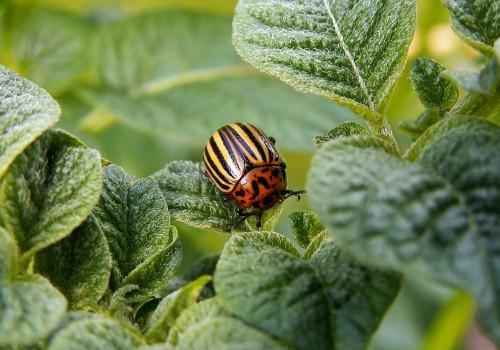 What is the best lawn bug killer?